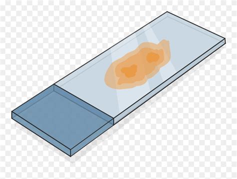 Download 5 Micron Section Ffpe Tissue - Tissue Sample On Slide Clipart ...