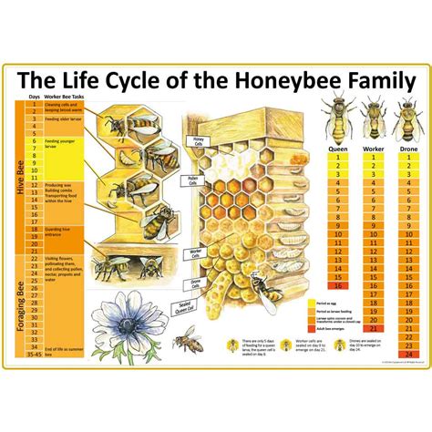 Honey Bee Life Cycle Diagram