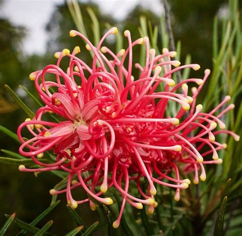 Grevillea Plants, Plant, Planets