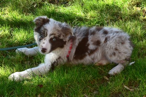 55+ Red Merle Border Collie Puppies Image - Bleumoonproductions