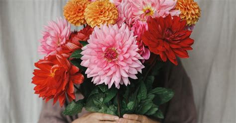 Dahlia Flower Meaning: Positivity, Resilience, and Happiness