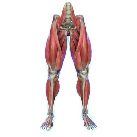 Leg Muscle Diagram - Muscle Flashcards Flashcards by ProProfs - ryvemyzave