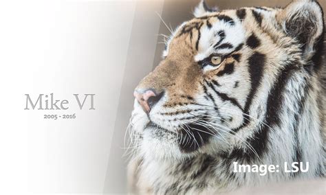 LSU mascot Mike the Tiger passes away | 11alive.com