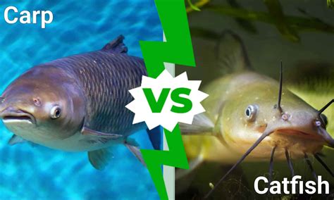 Carp vs Catfish - A-Z Animals