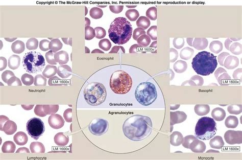 Leukocyte | Microbiology, Hematology, Medical laboratory