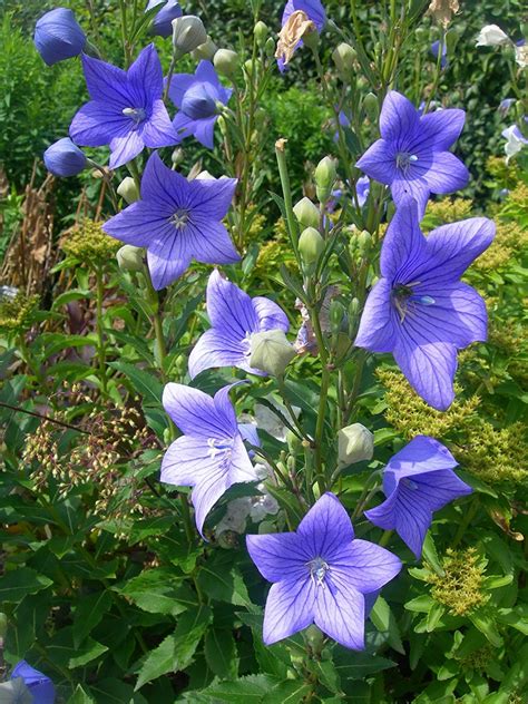 Balloon Flower Seeds platycodon Grandiflorus Packet of 40 - Etsy