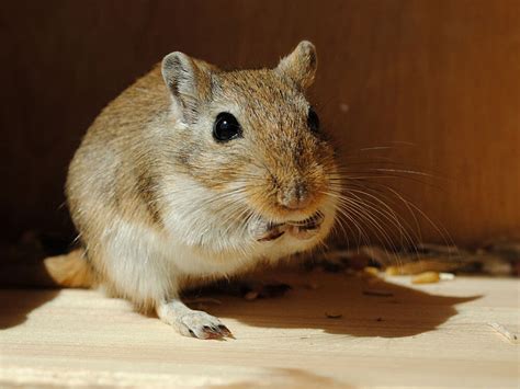 gerbils for sale southampton - Birdie Nagel