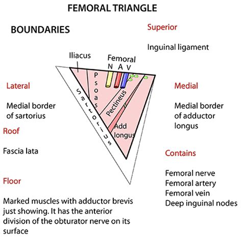 Femoral Triangle Surface Anatomy