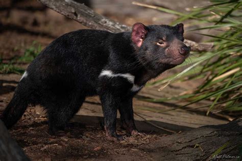 20 Amazing Facts about the Tasmanian Devil! — Bonorong Wildlife Sanctuary