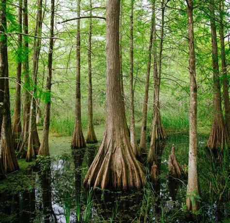 A Guide to Cajun Culture in Southern Louisiana | All Roads North