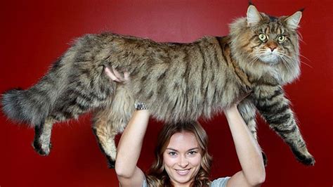 Biggest Domestic Cat Breed - Cat Meme Stock Pictures and Photos