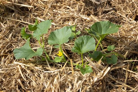 Growing Melons from Seeds or Seedlings - Food Gardening Network