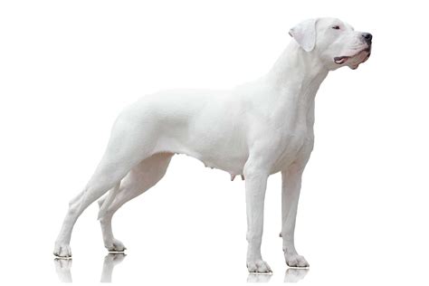 Dogo Argentino (character, nutrition, care)