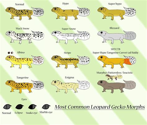 Simple Leopard Gecko Morph Guide | Reptiles Amino