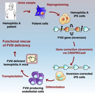 Functional Correction of Large Factor VIII Gene Chromosomal Inversions ...