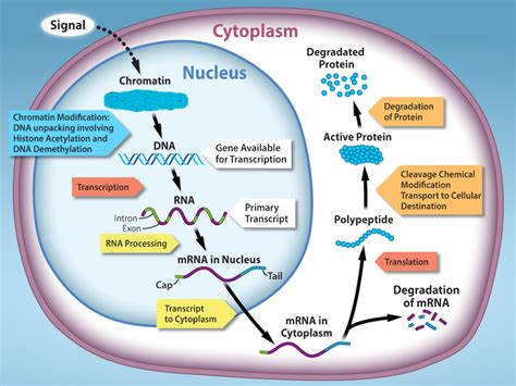 Regulation of Gene Expression – Biology 2e Part I, 2nd edition