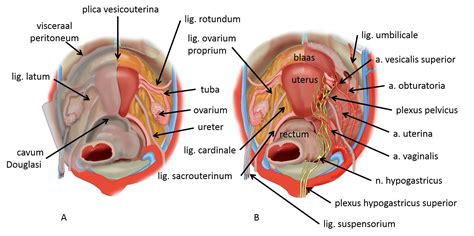 Female Pelvic Anatomy Diagram