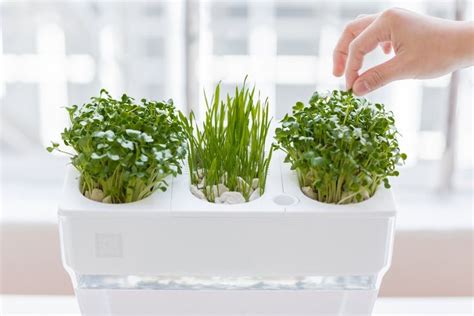 The Best Plants to Grow in Aquaponics Systems | Indoor herb garden ...