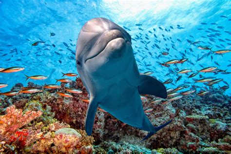 Dolphins: Everything you need to know - Earth.com