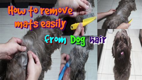 How to Take Out Matted Dog Hair: A Guide for Fur-Parents - Bashs