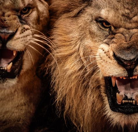 Angry Lion Laptop Wallpapers - Top Free Angry Lion Laptop Backgrounds ...