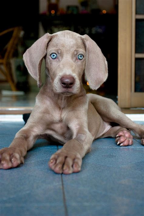 Weimaraner puppy | Weims | Pinterest