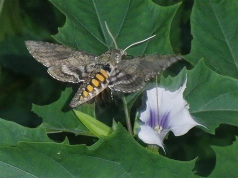 Sphinx Moth Pupa Care