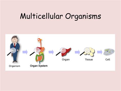 PPT - Multicellular Organisms PowerPoint Presentation, free download ...