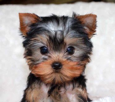 Everything You Need to Know About the Teacup Yorkie - Animalso