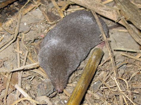 Venomous or Poisonous Mammal? The Shrew - Do They Really Have Poison or ...