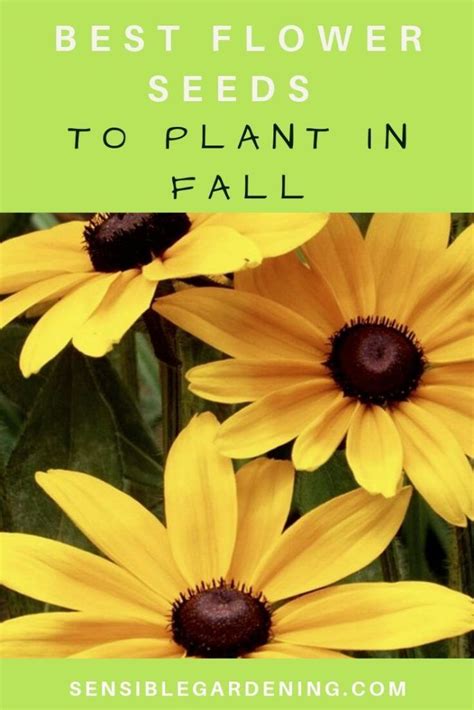 Best Flower Seeds to Plant in Fall | Flower seeds, Fall plants, Plants