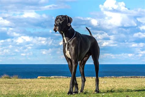 What Health Problems Do Great Danes Have