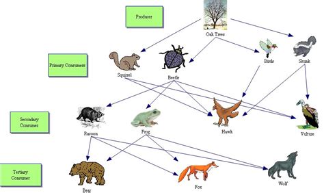 cougarbiology / Temperate Decidious Group A