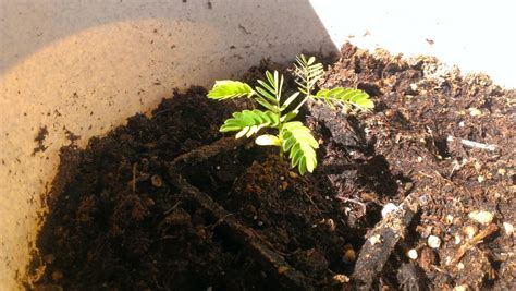 Growing Mimosa Trees | Dengarden