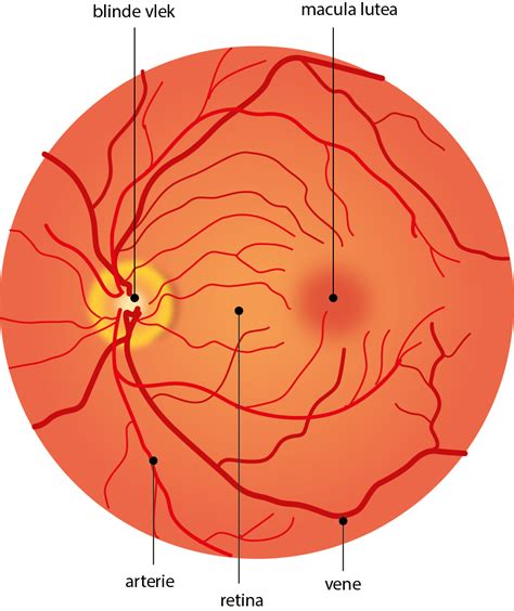 Slagter - Drawing Anatomy of the fundus of the eye - Dutch labels ...