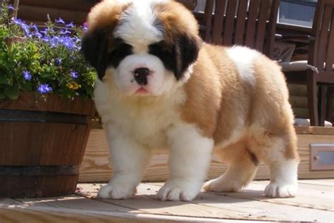 Pin on Saint Bernards