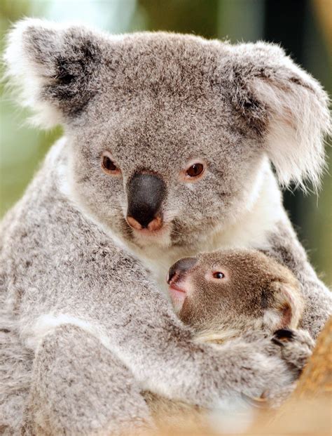 Baby Koala Wallpaper (57+ images)