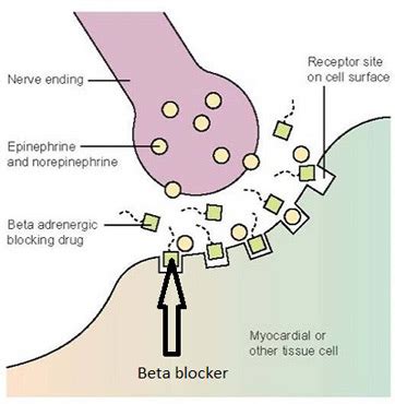 What Are Beta Blockers? - Uses, Types, Examples & Side Effects | Study.com