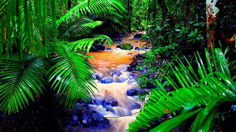 Tropical Rainforest Wallpaper (58+ pictures) - WallpaperSet