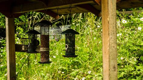 Feeding wild birds - Empathy