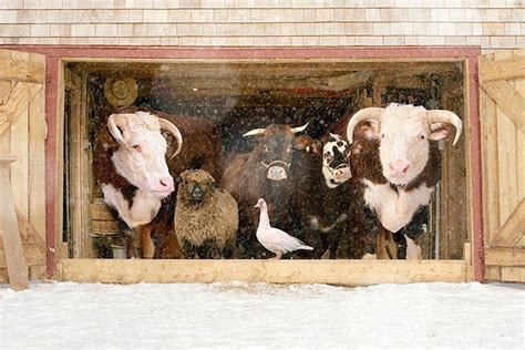 This Photographer Photographs Farm Animal Like No One Else | Bored Panda