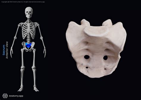 Sacrum | Encyclopedia | Anatomy.app | Learn anatomy | 3D models ...