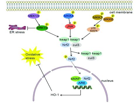 Stress Activated Mapk Signaling Pathway This Pathway Consists Of Three ...