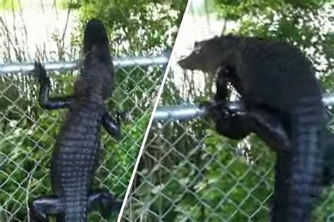 Alligator learns how to climb a fence in shock video | Daily Star