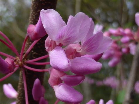 Eastern redbud - Florida Wildflower Foundation