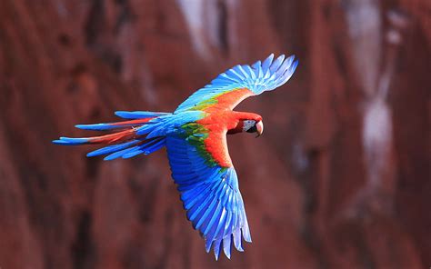 Colorful Birds Flying | WeNeedFun