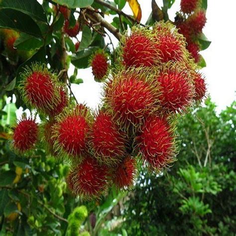 Rambutan Fruit Plant, For Fruits, Rs 250 /piece Shayona Biotech Private ...