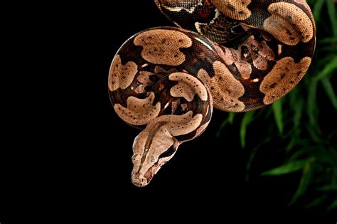 Boa Constrictor Care Sheet | BALL PYTHON BREEDER UK