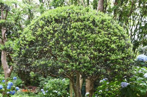 Ilex crenata (Japanese Holly)