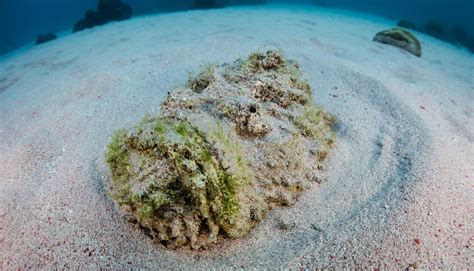 Stonefish - Australian Geographic